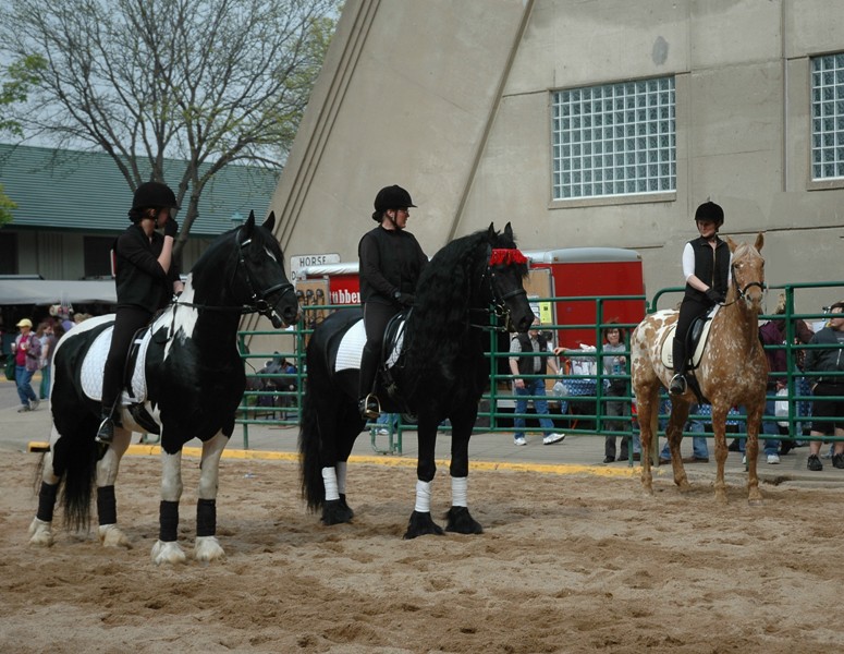 Friesian Heritage Horse at Minnesota Horse Expo 2010